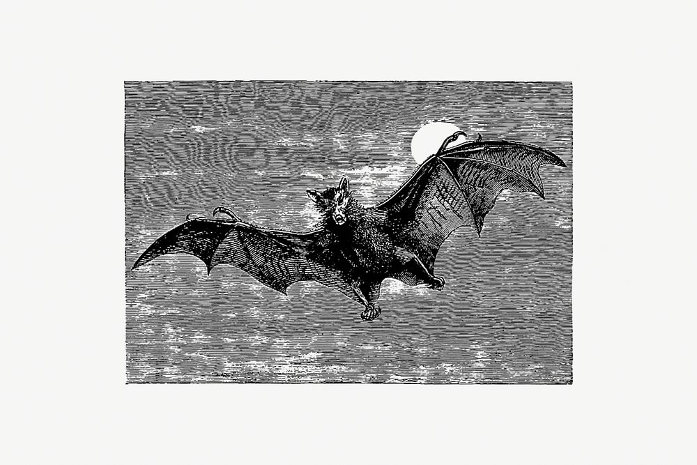 Flying bat from Woodland Romances; Or, Fables And Fancies by Clara L. Mateaux (1877). Original from the British Library.…