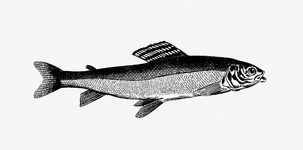 Grayling from Nimrod In The North, Or Hunting And Fishing Adventures In The Arctic Regions published by Cassell & Co.…