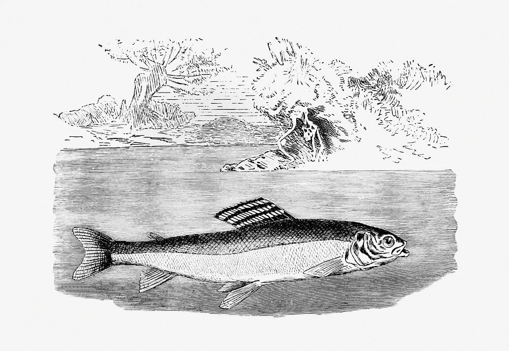 Drawing of a grayling fish