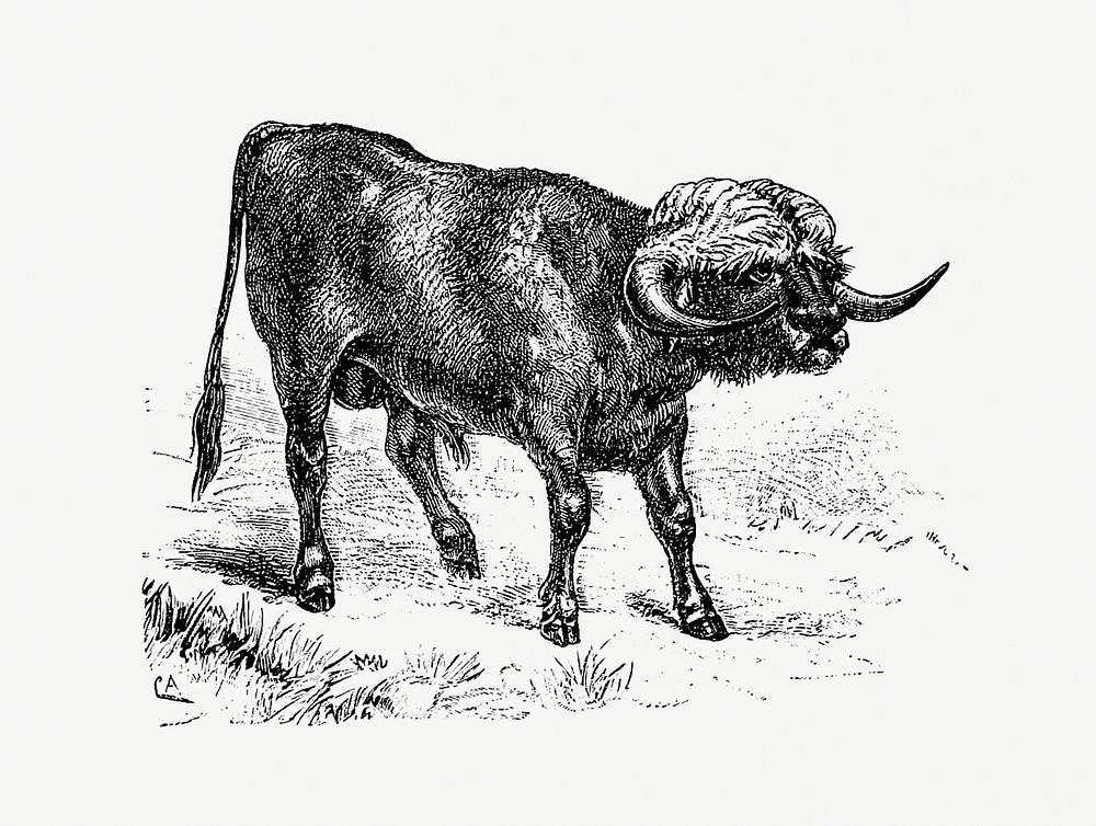 Bull from Portuguese Expedition To Muatianvua. Ethnographie And Traditional History Of The People Of The Lunda ... edited by…
