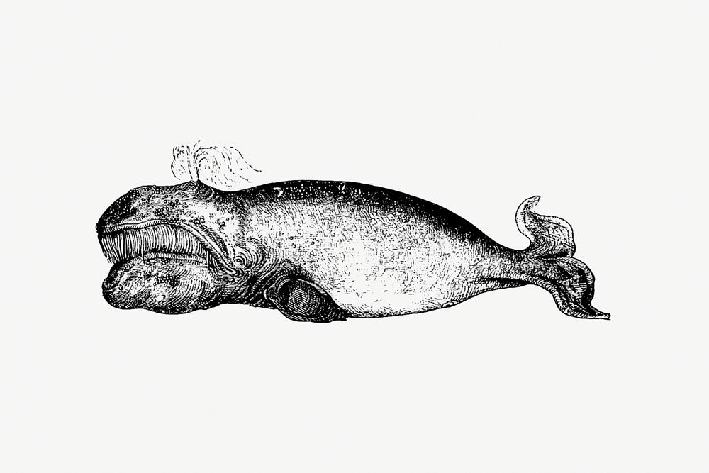Drawing of a whale