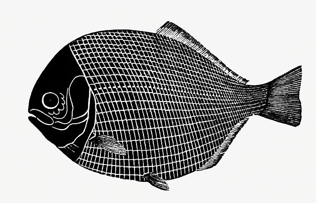 Drawing of a flatfish
