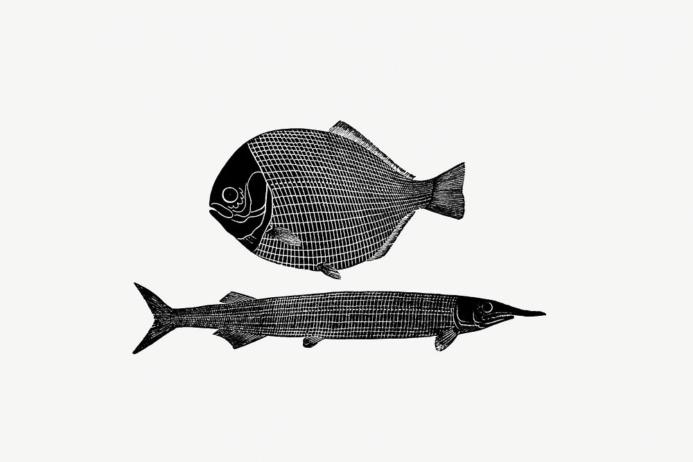 Drawing of fishes