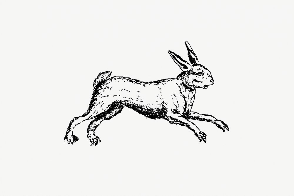 Drawing of a hare rabbit