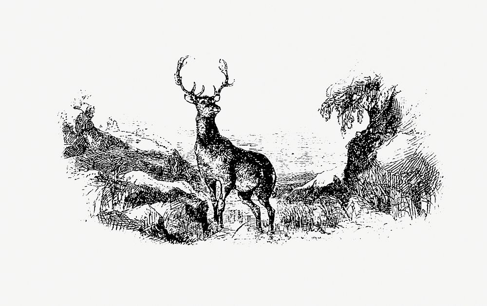 Wild deer from The Poetical Works Of Oliver Goldsmith (1888). Original from the British Library. Digitally enhanced by…