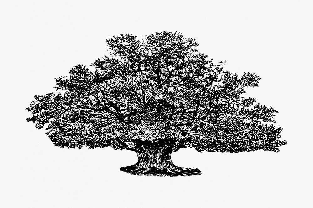 Vintage Victorian style tree engraving. Original from the British Library. Digitally enhanced by rawpixel.