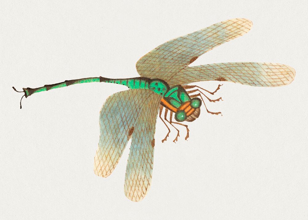 Single green dragonfly psd vintage drawing