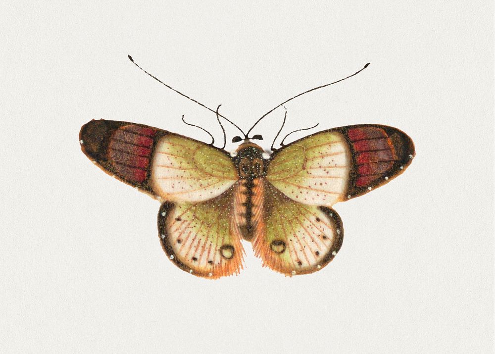 Single butterfly psd vintage illustration