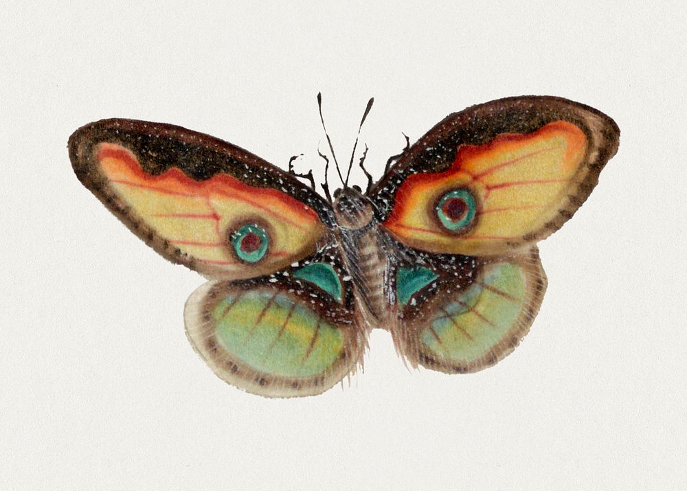 Butterfly with eyespots  vintage illustration