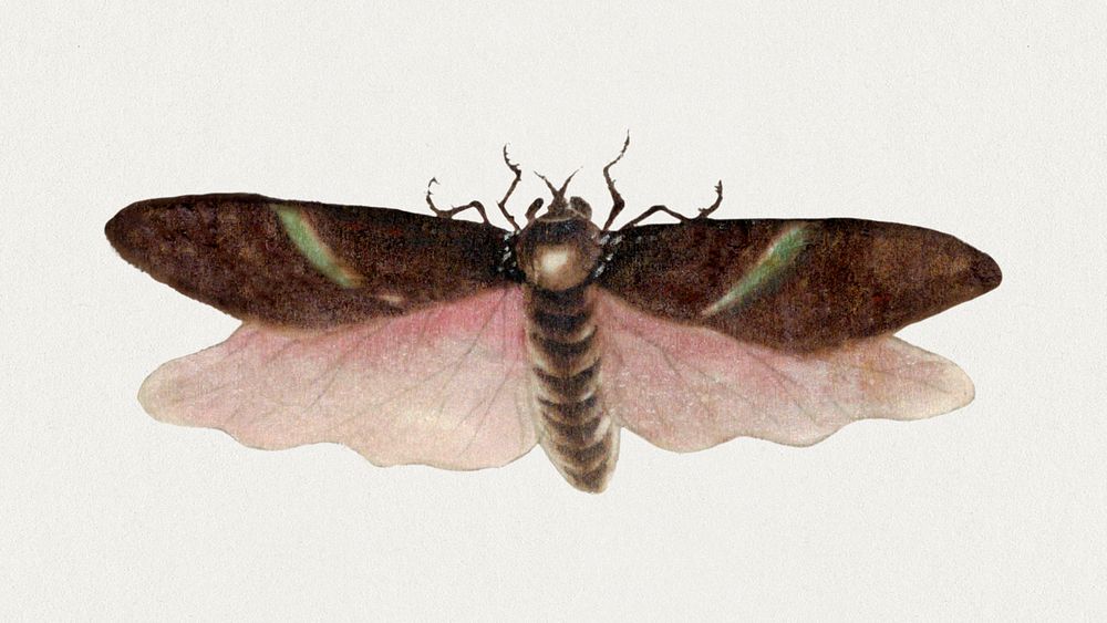Single insect wings vintage illustration