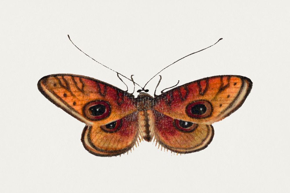 Moth with eyespots psd vintage drawing