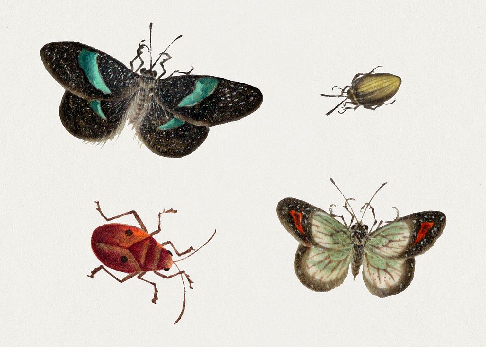 Butterflies and insects vintage illustration set