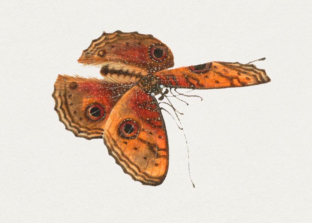 Psd moth with eyespots vintage illustration