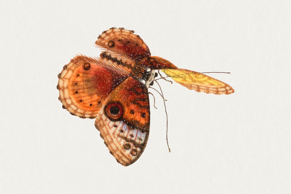 Single moth insect vintage illustration