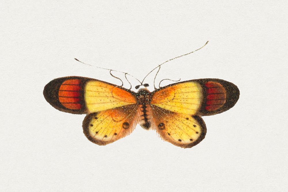 Single yellow butterfly insect vintage drawing