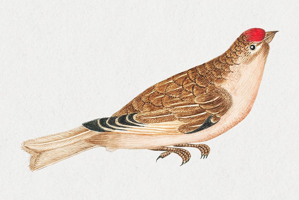 Vintage bird psd illustration, remixed from the 18th-century artworks from the Smithsonian archive. 