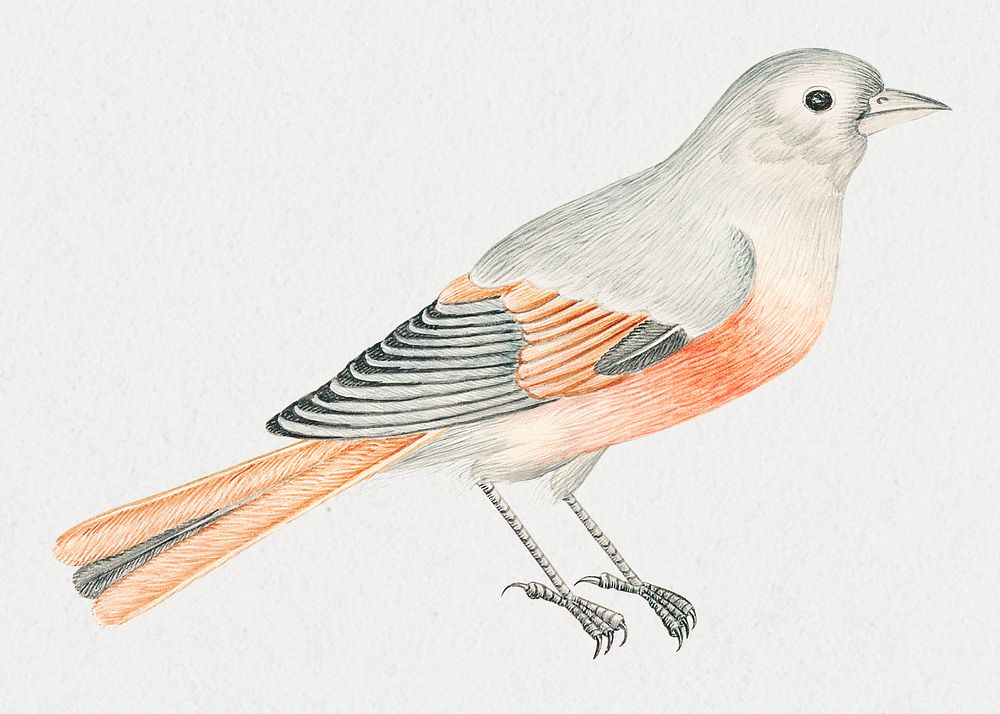 Gray and coral bird, remixed from the 18th-century artworks from the Smithsonian archive.