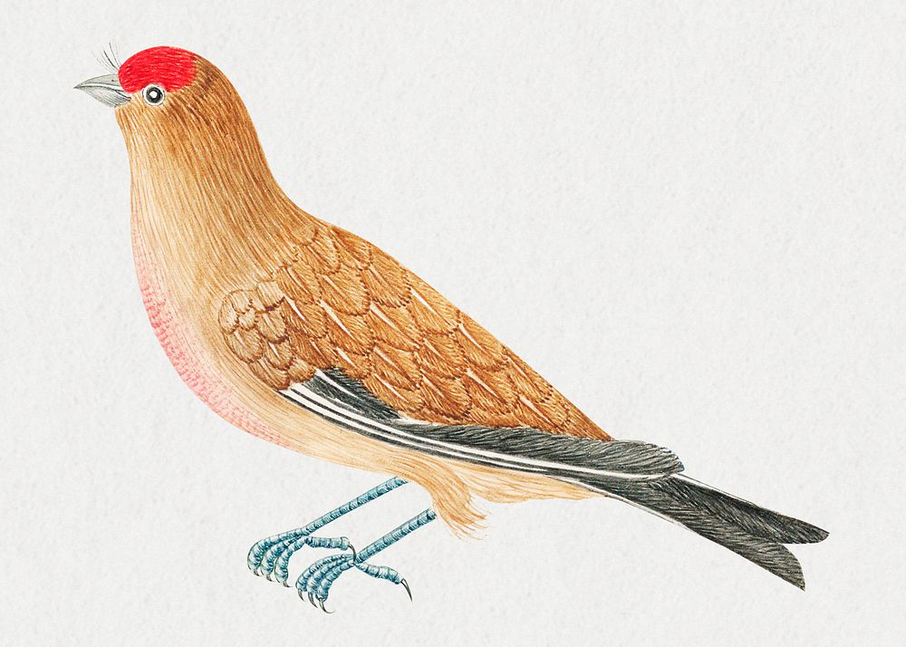 Brown bird psd, remixed from the 18th-century artworks from the Smithsonian archive.