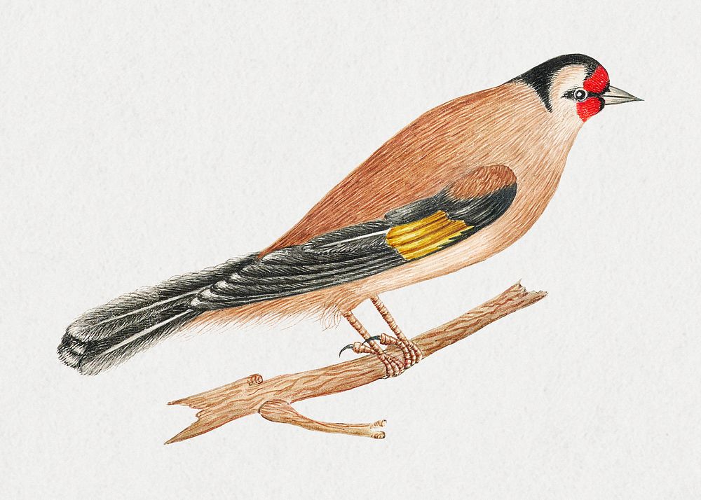 Brown bird on a twig psd, remixed from the 18th-century artworks from the Smithsonian archive.