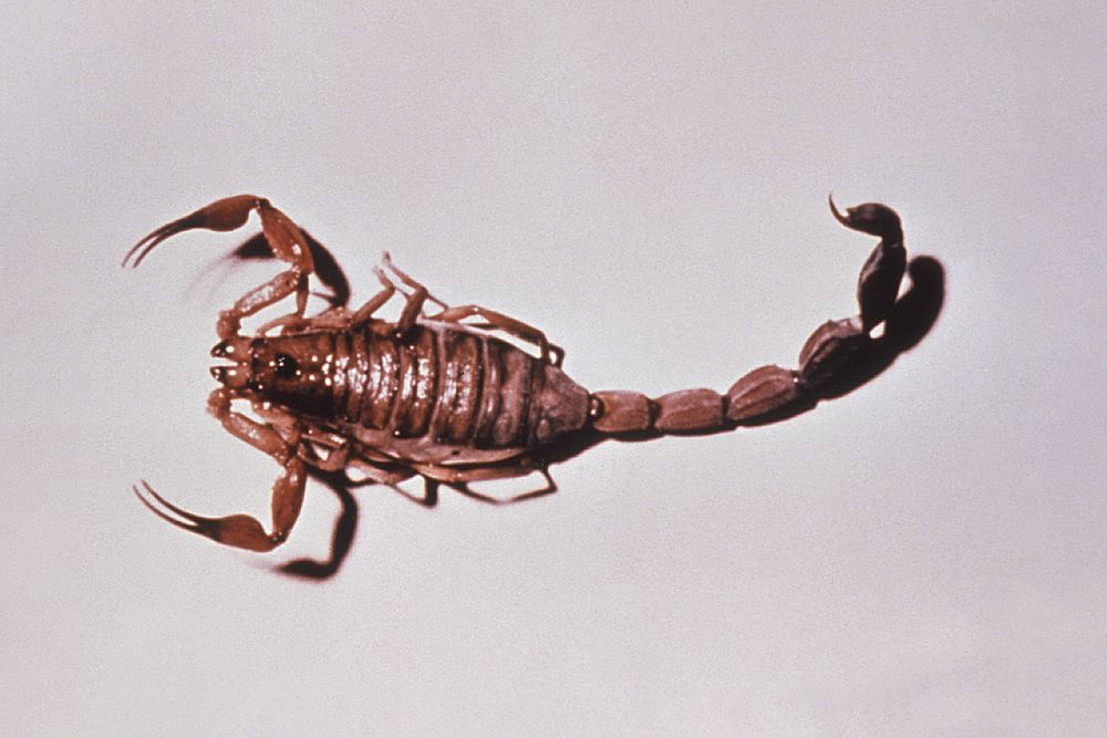 A dorsal view of a highly toxic black scorpion, Tityus trinitatis, which is native to Trinidad.
