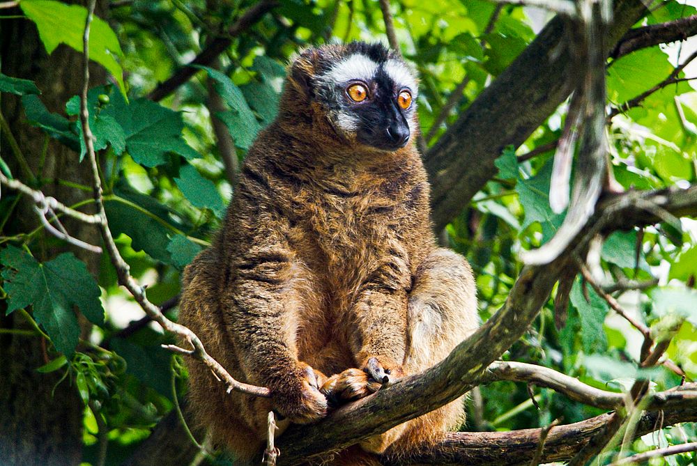 Red-fronted lemur (2005) by Smithsonian Institution. Original from Smithsonian's National Zoo. Digitally enhanced by…