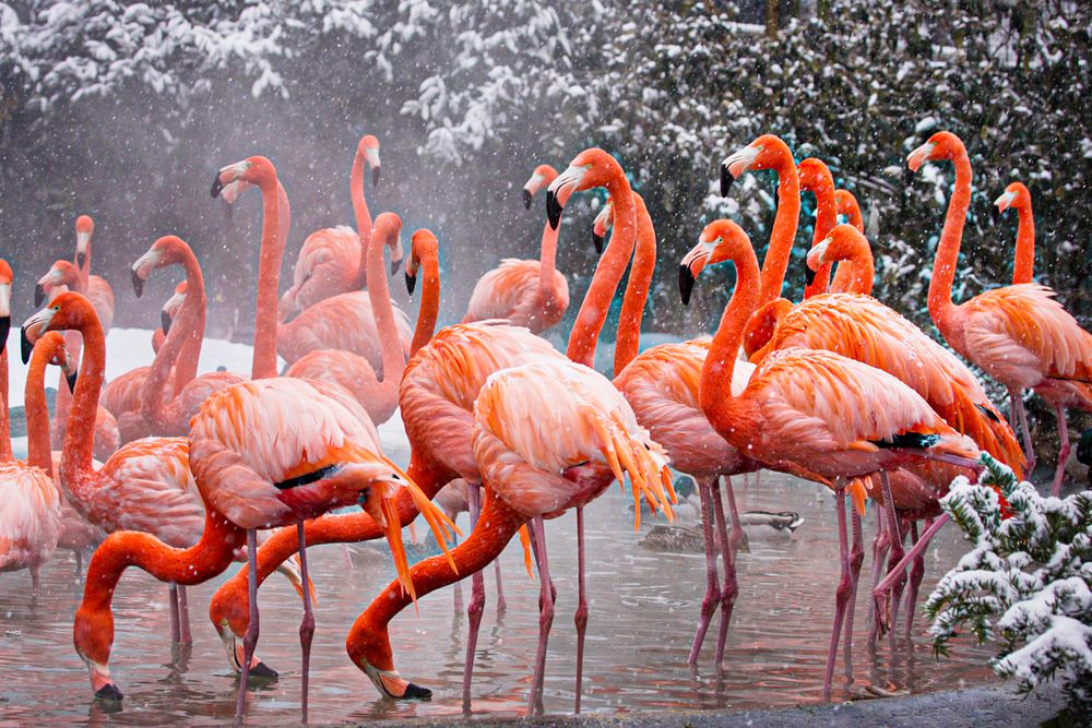 American Flamingo (2009) by Mehgan Murphy. Original from Smithsonian's National Zoo. Digitally enhanced by rawpixel.
