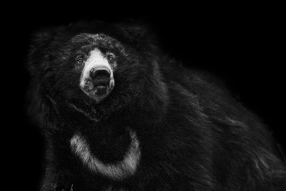 Sloth Bear on black background, remixed from photography by Mehgan Murphy