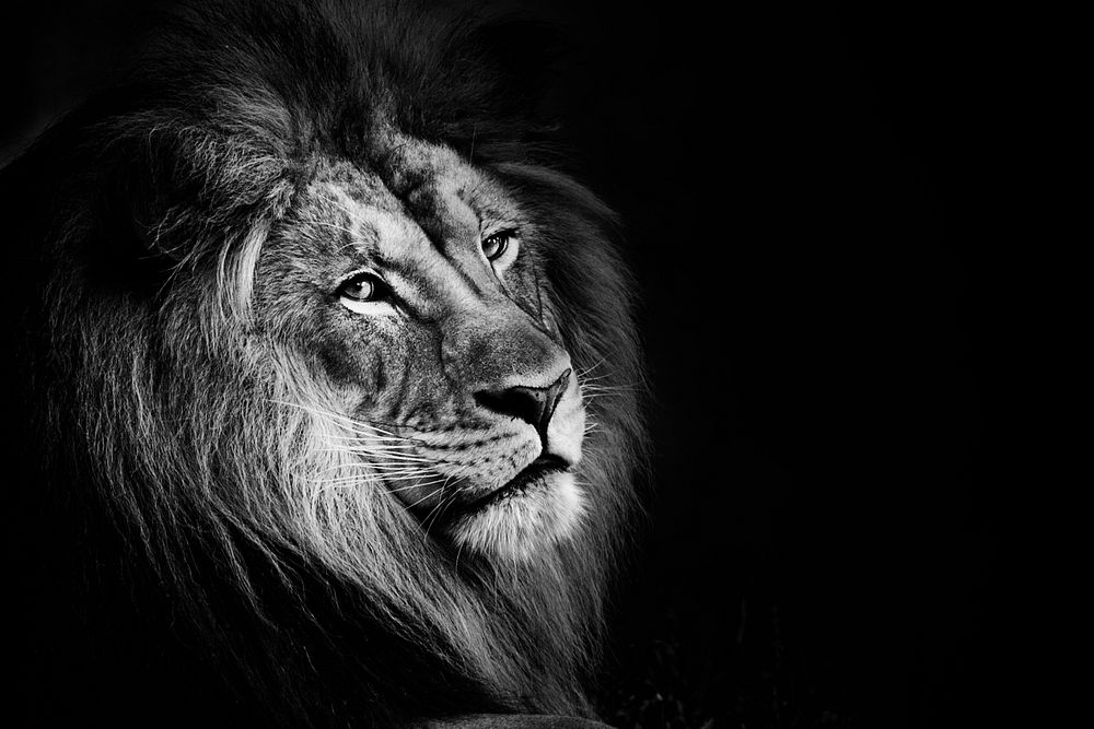 African Lion on black background, remixed from photography by Mehgan Murphy