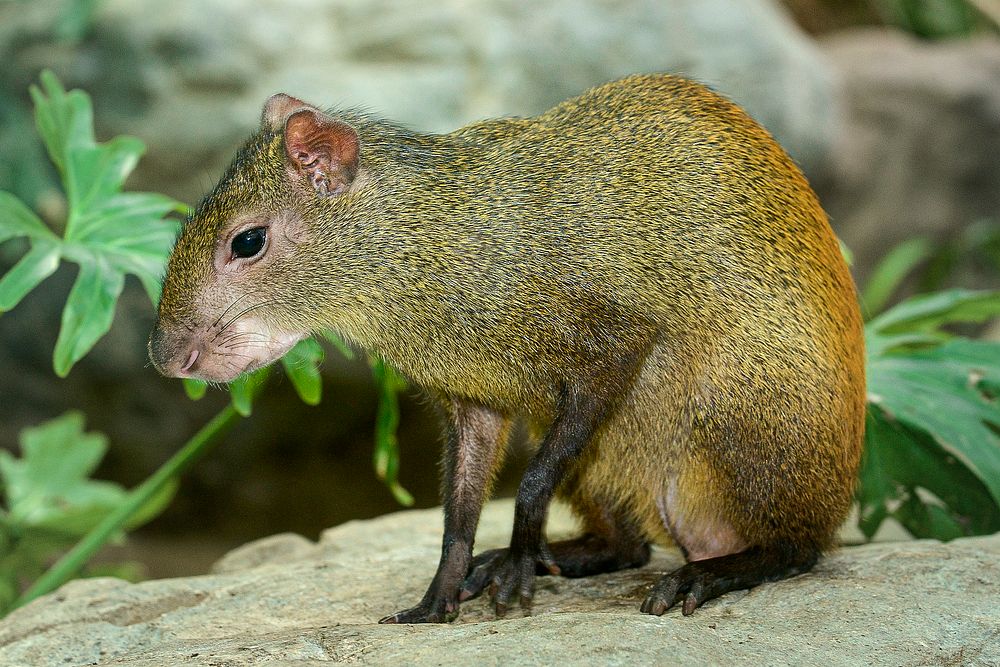 Brazillian Agouti (2018) by Roshan Patel. Original from Smithsonian's National Zoo. Digitally enhanced by rawpixel.