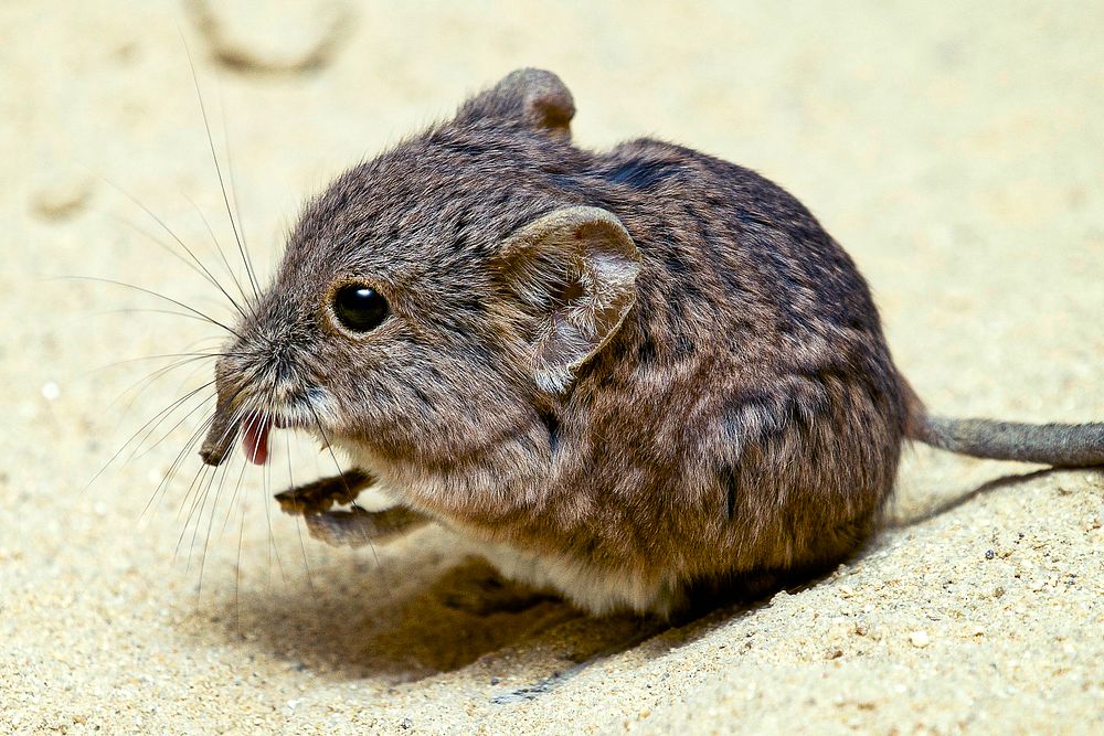 Short-eared Elephant Shrew (2014) by Clyde Nishimura. Original from Smithsonian's National Zoo. Digitally enhanced by…