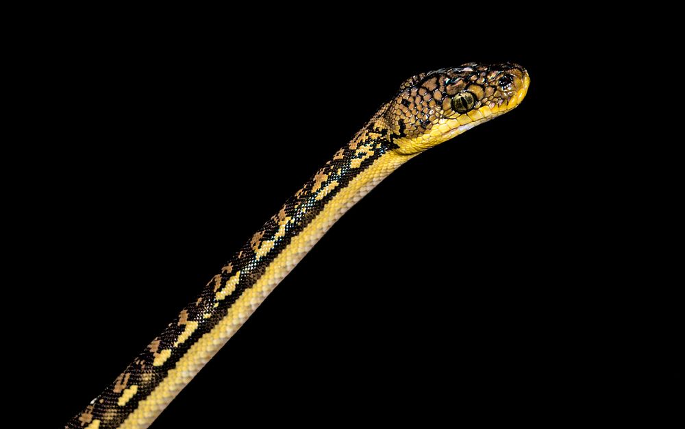 Timor Python (2014) by Connor Mallon. Original from Smithsonian's National Zoo. Digitally enhanced by rawpixel.