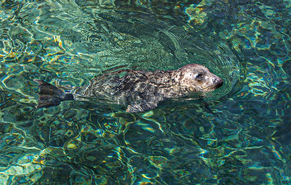 Harbor Seal (2016) by Chris Wellner. Original from Smithsonian's National Zoo. Digitally enhanced by rawpixel.