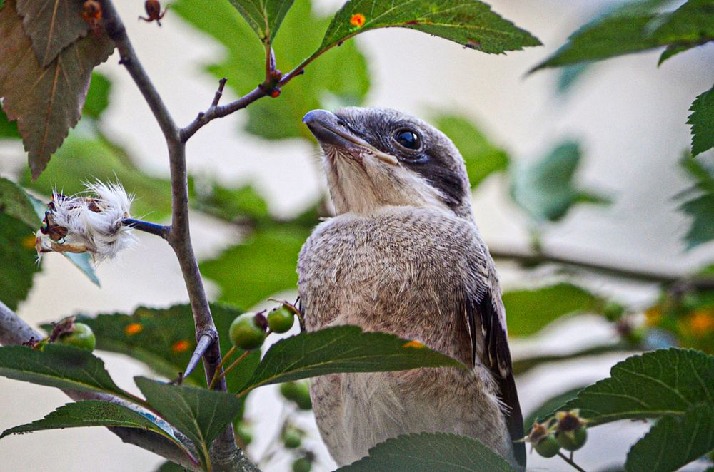 Loggerhead Shrike (2017) by Chris Crowe. Original from Smithsonian's National Zoo. Digitally enhanced by rawpixel.