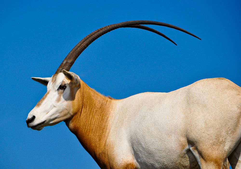 Scimitar-horned Oryx (2016) by Dolores Reed. Original from Smithsonian's National Zoo. Digitally enhanced by rawpixel.