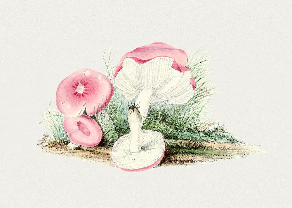 Vintage russula emetica mushroom. Original from Biodiversity Heritage Library. Digitally enhanced by rawpixel.