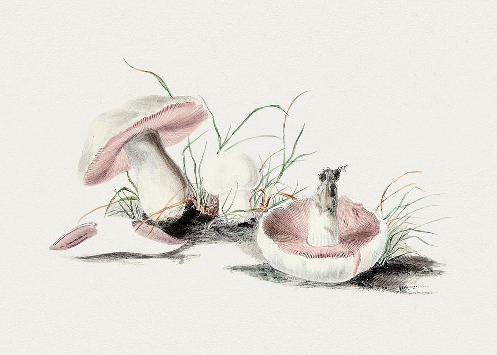 Hand drawn field mushroom. Original from Biodiversity Heritage Library. Digitally enhanced by rawpixel.