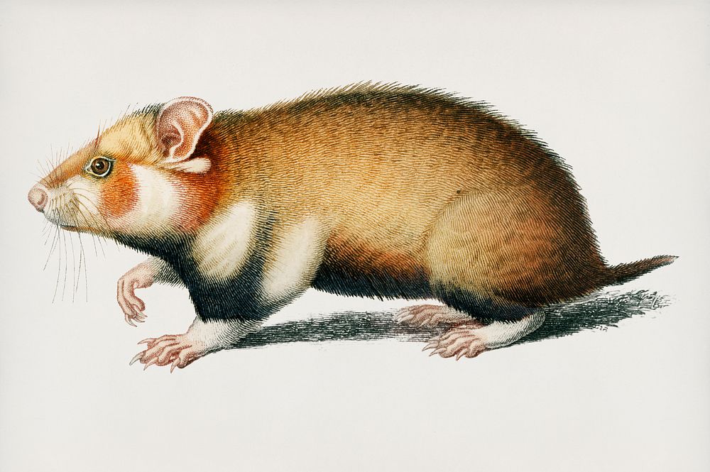 Hamster (Cricetus) illustrated by Charles Dessalines D' Orbigny (1806-1876). Digitally enhanced from our own 1892 edition of…