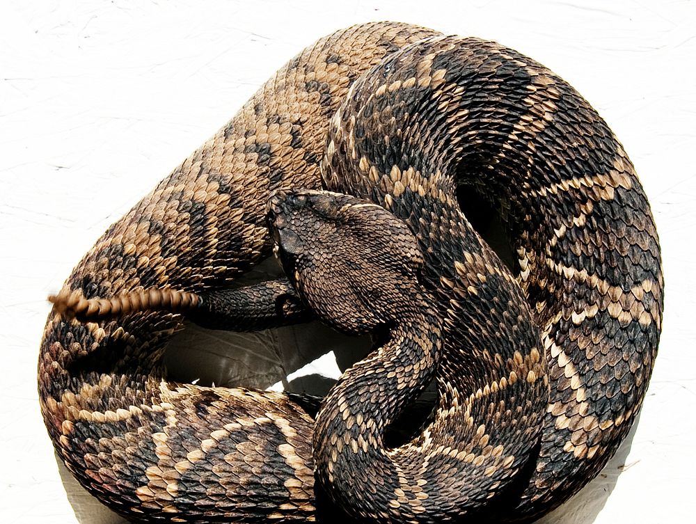 Rattlesnake Rodeo in Opp, Alabama. Free Photo rawpixel