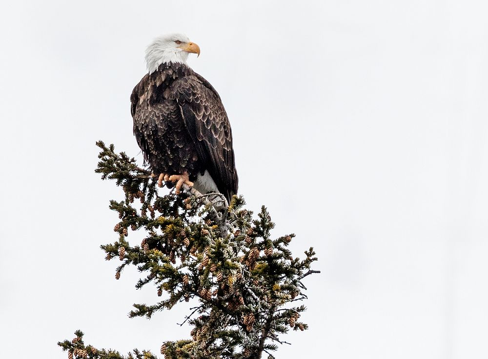 A young bald eagle surveys the world below in the vast Wyoming portion of Yellowstone National Park. Original image from…