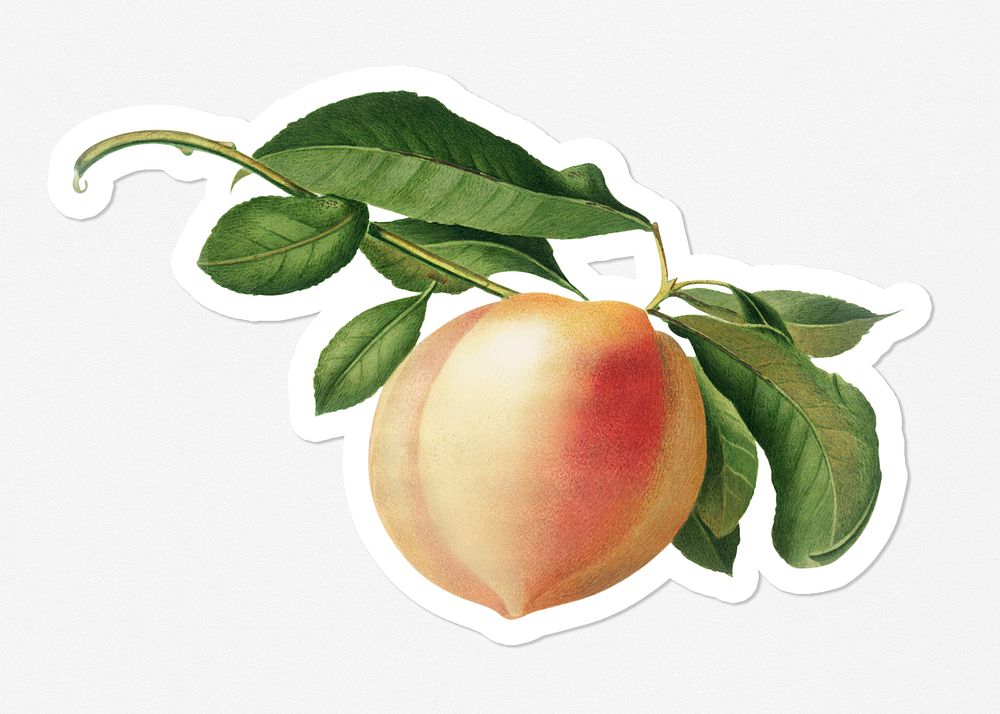 Hand drawn peach fruit sticker with a white border