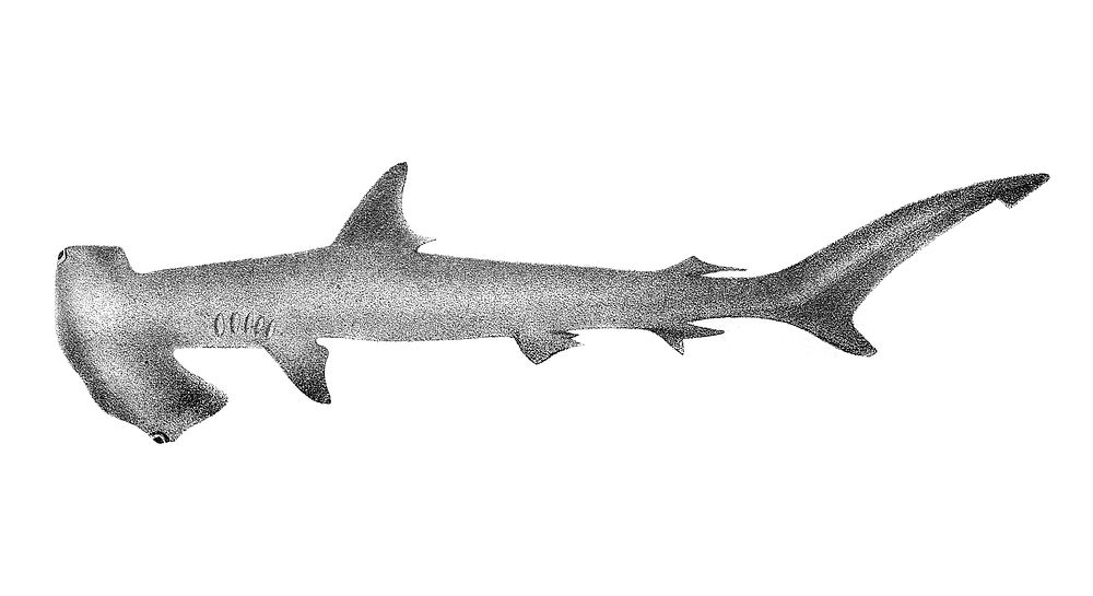 Vintage illustrations of Hammer-headed Shark