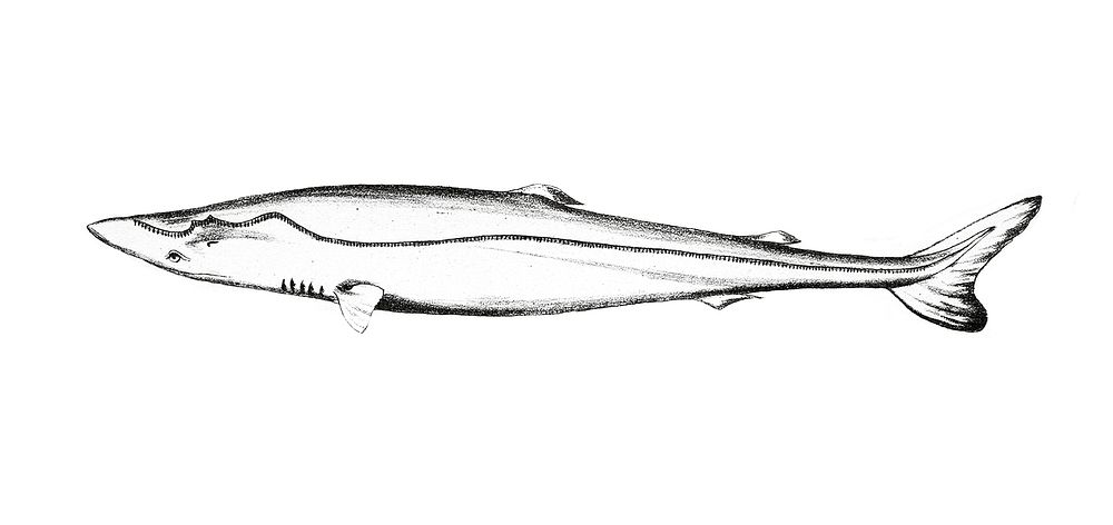 Vintage illustrations of Shark