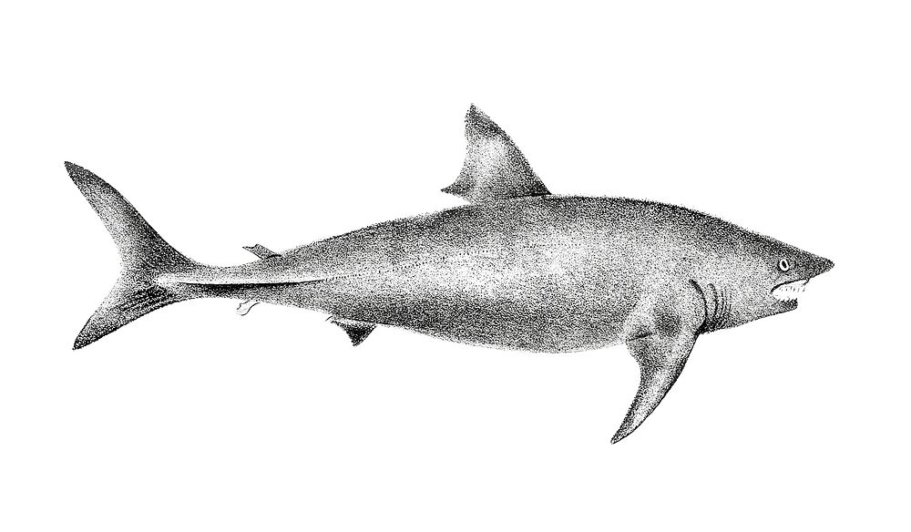 Vintage illustrations of Basking Shark