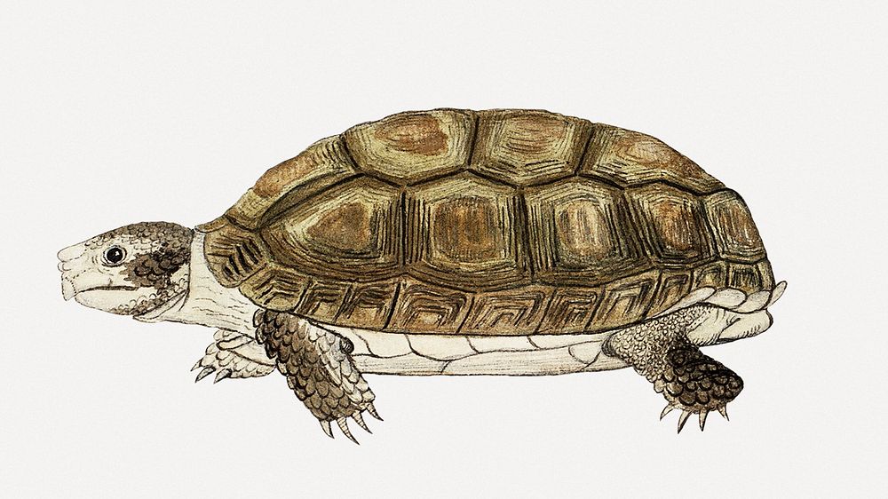 Tortoise psd antique watercolor animal illustration, remixed from the artworks by Robert Jacob Gordon