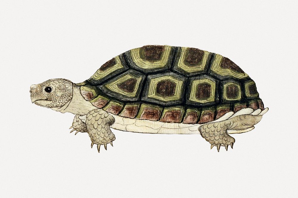 Tortoise illustration classic watercolor drawing, remixed from the artworks from Robert Jacob Gordon
