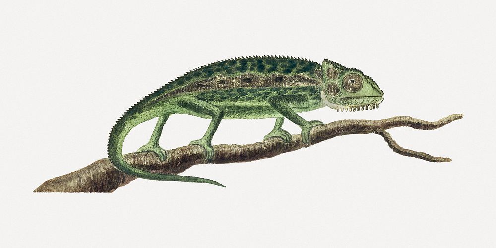 Namaqua chameleon illustration classic watercolor drawing, remixed from the artworks from Robert Jacob Gordon