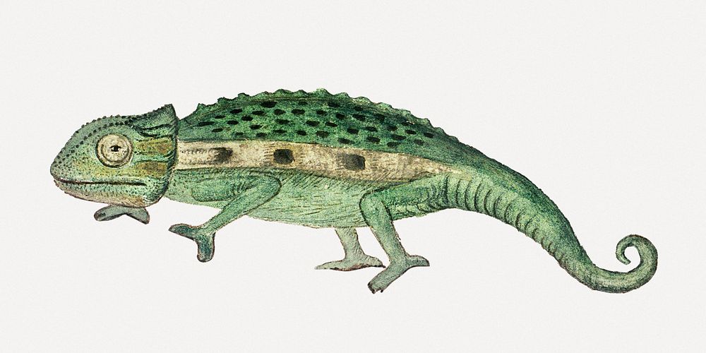 Namaqua chameleon psd antique watercolor animal illustration, remixed from the artworks by Robert Jacob Gordon
