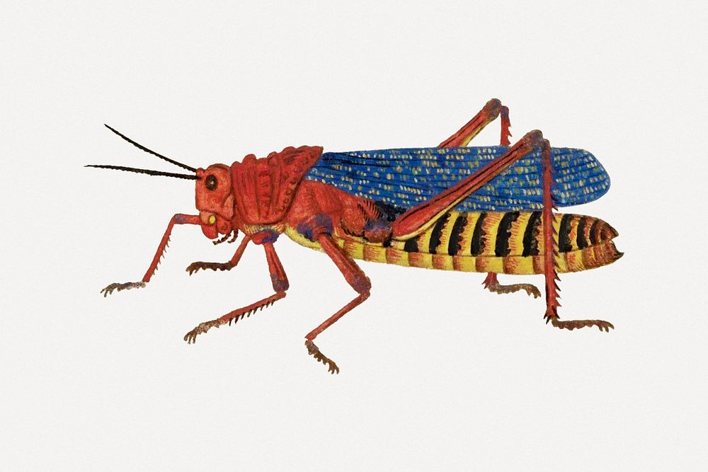 Grasshopper psd antique watercolor animal illustration, remixed from the artworks by Robert Jacob Gordon