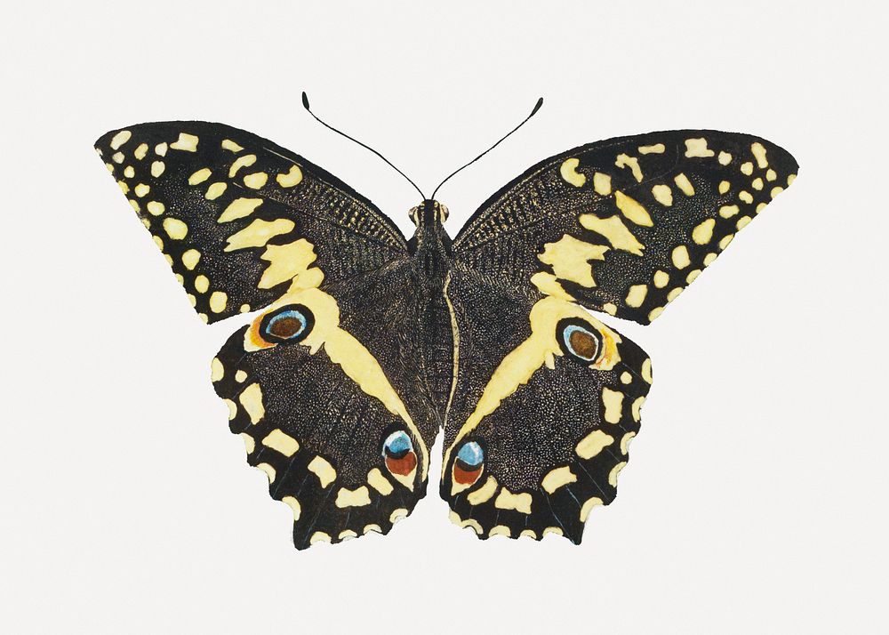 Butterfly psd antique watercolor animal illustration, remixed from the artworks by Robert Jacob Gordon