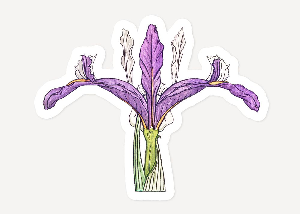 Vintage iris flower sticker with white border design element
